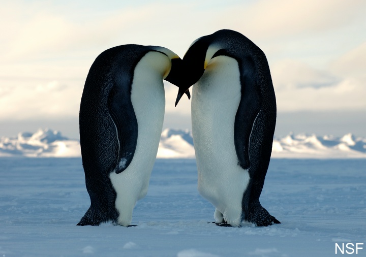 penguins appear to be kissingeach other