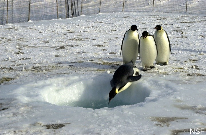 penguins waiting to dive